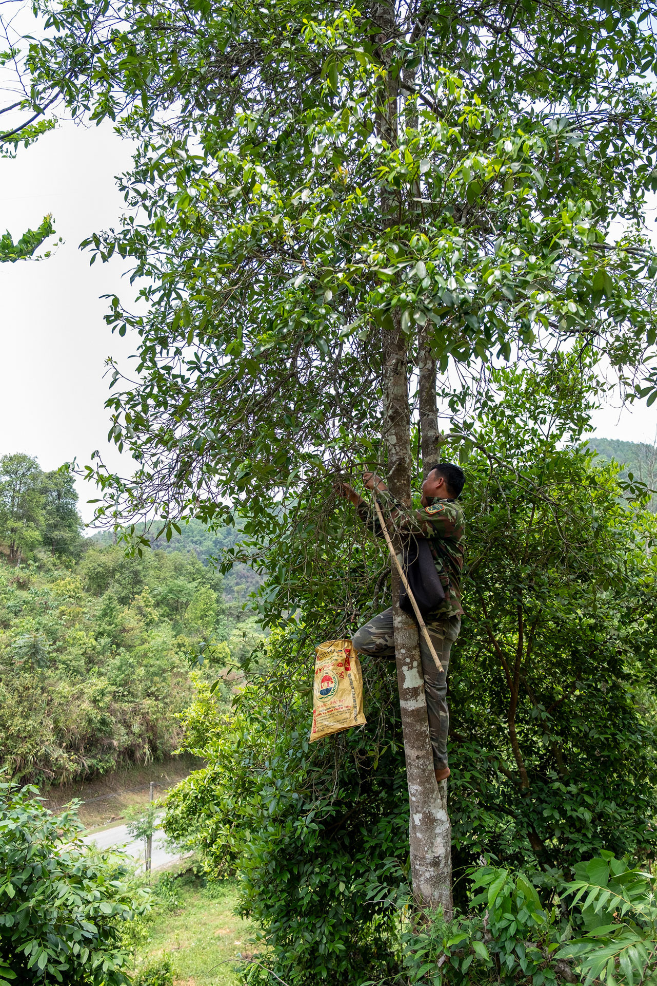Farmer harvesting star anise