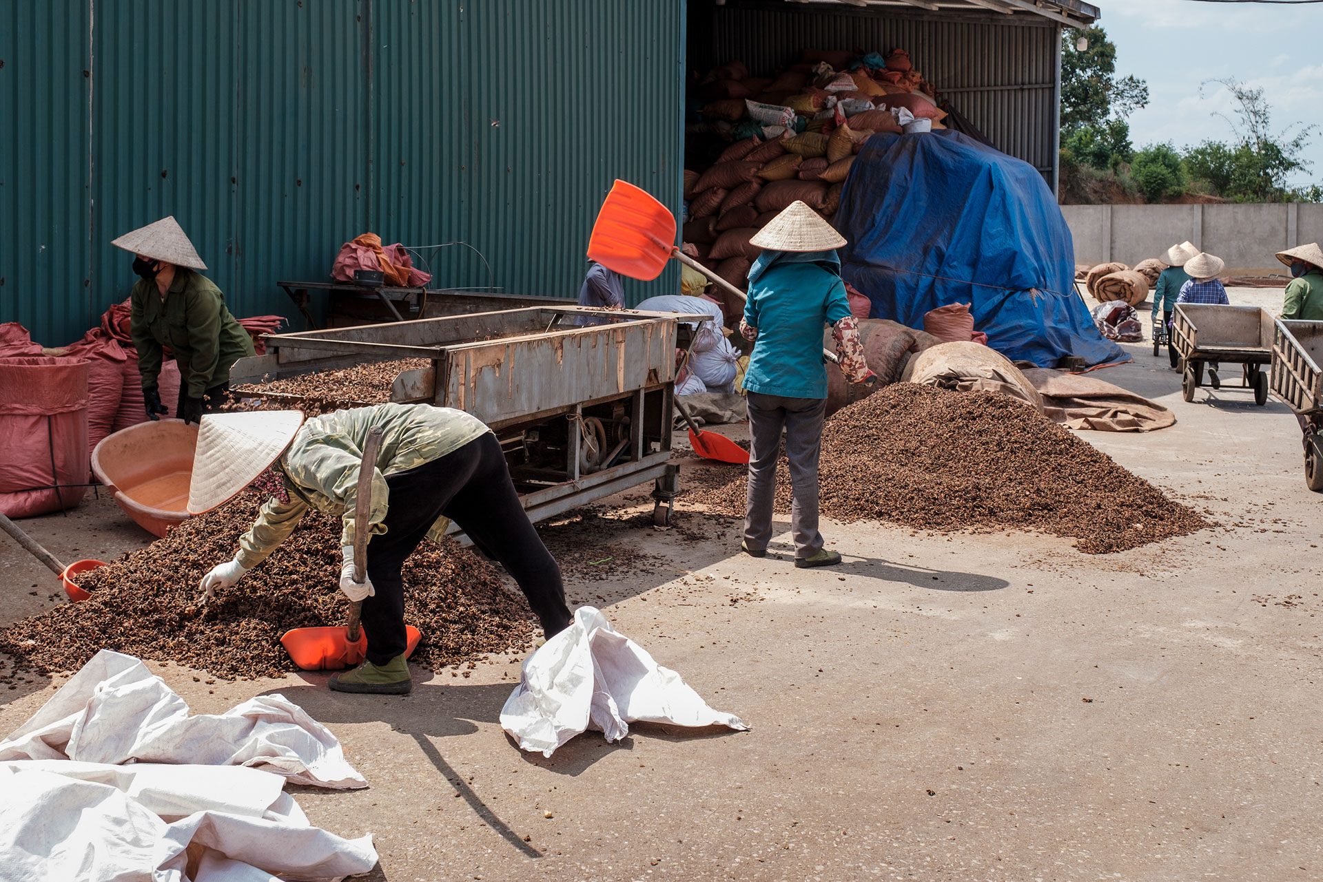 Women sorting star anise