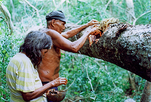 Collecting honey